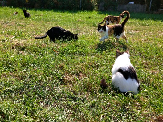 The Country House Montali