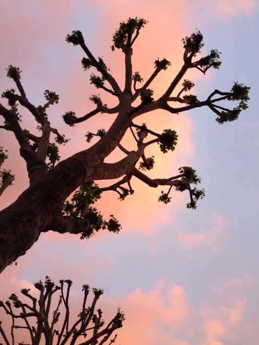 Dr Suess Trees
