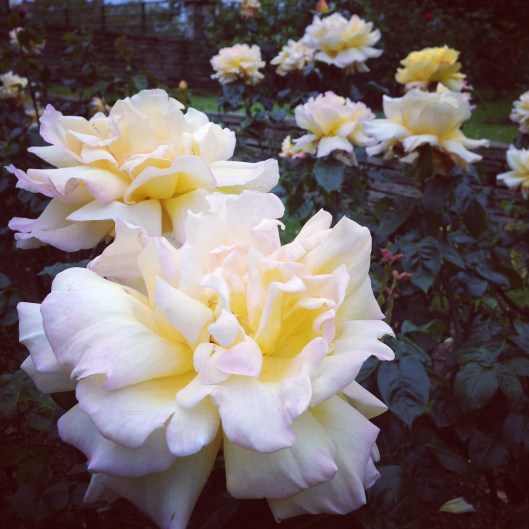 Rose Garden